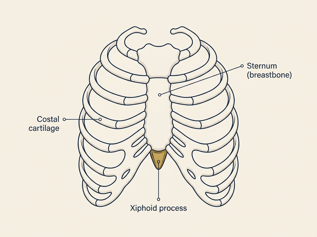 Anatomical illustration of the front of the rib cage, labelling the sternum (breastbone), the costal cartilages joining the ribs to it, and the xiphoid process highlighted at the lower tip of the breastbone